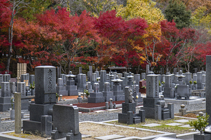 Japanese cemetery gravestones with colorful autumn foliage