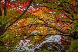 serene lake  japanese garden