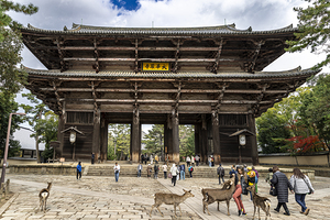 Tourists walking with wild deer at todai-ji temple in nara