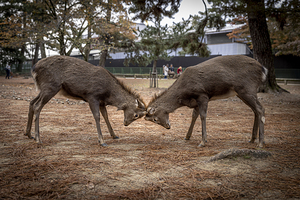 Two sika deer buck fighting with antlers in nara park japan