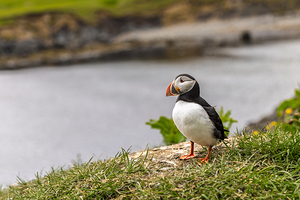 Atlantic puffin standing on grassy cliff overlooking water