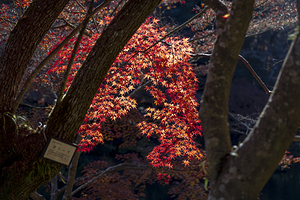 Red maple tree branch growing between two tree trunks in autumn