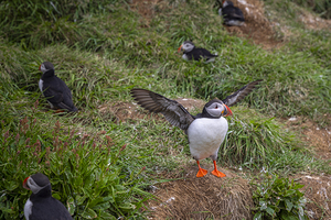 Atlantic puffin opening its wings while standing on a grassy cli