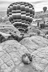 Black and white image of a dog sleeping in cappadocia 