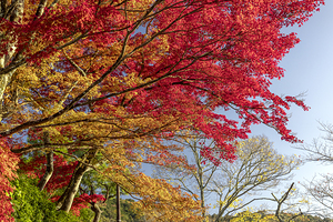 red and yellow Japanese maple leaves with sky