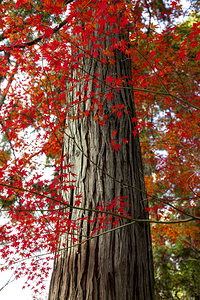 red Japanese maple leaves and tree trunk 