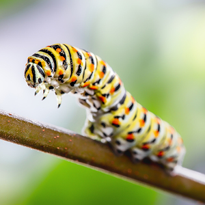 Papilio machaon Caterpillar 