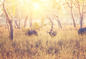 malawi buffalo background