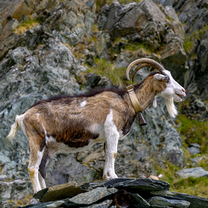 mountain goat with cowbell