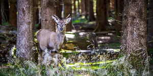 deer portrait in the wild
