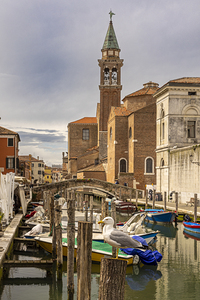 seagull in the canals of Chioggia in Italy