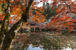 Japanese garden bridge reflecting in water surrounded by autumn 