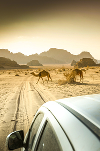 wandering camels background