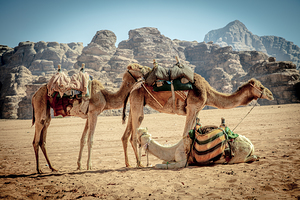 dromedaries rest in the wadi rum desert 