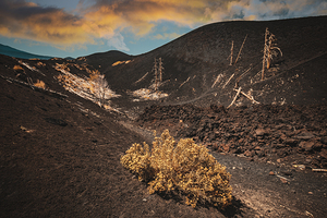 Dead trees on mount etna 