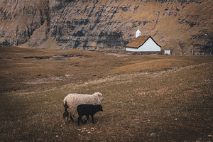 grazing sheep in the village si saksun in the faroe islands