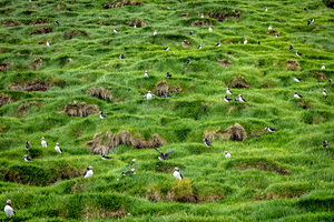Fratercula arctica in faroe