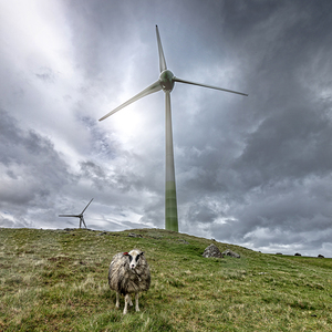 farm wind and lonely sheep i