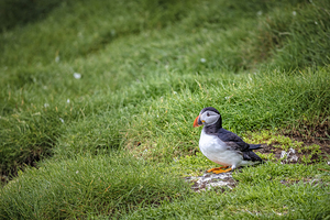Fratercula arctica in mykinesfaroe 