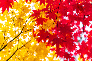 detail of foliage in japan 