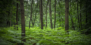 wooded landscape with ferns and trees