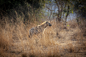 spotted hyena background