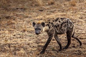 close-up of a spotted hyena