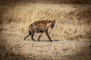 portrait of a spotted hyena
