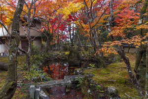 Japanese garden in autumn 