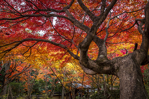 Detail of a Japanese Garden in autumn 