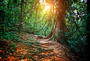 jungla in borneo
