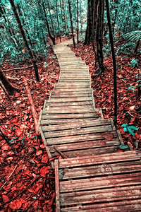 step in borneo rainforest