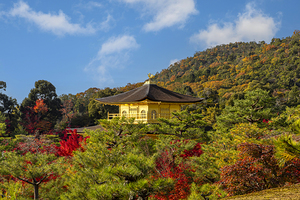 golden kinkakuji temple springing up among the  trees