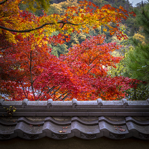 detail of colourful maple leaves in a kyoto temple background