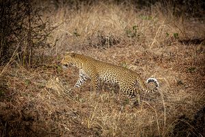 portrait of a wild leopard 