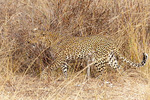 leopard hidden from the savannah