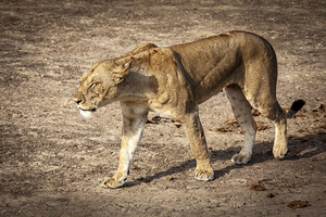lioness walks the savannah