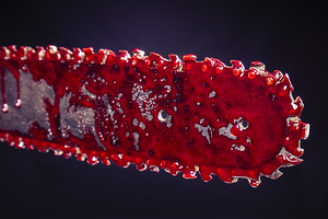 detail of a bloody chainsaw. image suitable for horror 