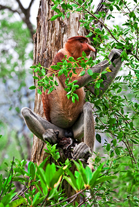 proboscis monkey in malaysia