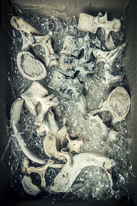 human bone vertebrae in a cardboard box 