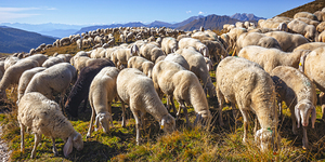 sheep in passo rolle