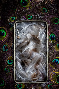  feathers in metal box and peacock feathers