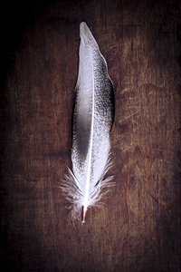 white feather on a wood