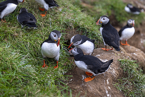 Group of atlantic puffins standing and perching on a grassy clif