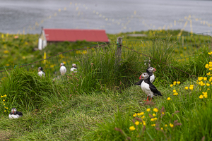 Atlantic puffins standing on grassy cliff with red roof house