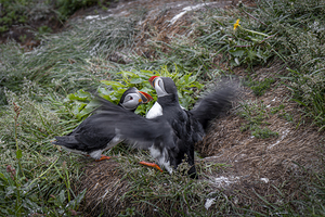Three atlantic puffins flapping wings on green grass