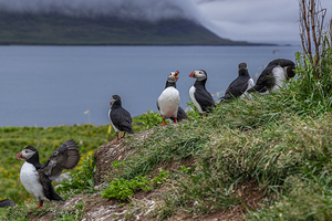 Group of atlantic puffins standing on coastal cliffside