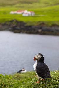 Atlantic puffin standing on green gras