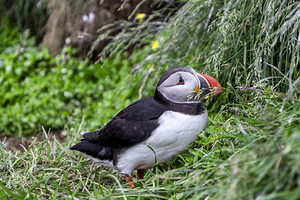 Atlantic puffin gathering nesting material in its beak