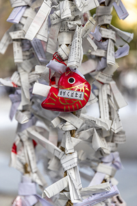 goldfish and omikuji knotted 